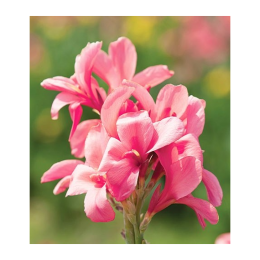 Канна Pink President 90см 1шт