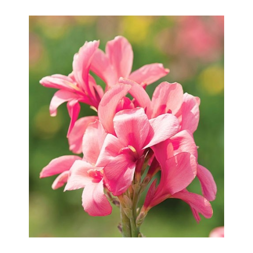 Канна Pink President 90см 1шт