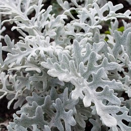 Цинерария Maritima