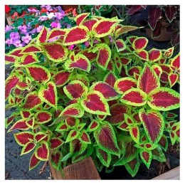 Колеус Rainbow Wizard Scarlet