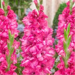 Гладиолус Грозный 3шт (Колор Лайн)