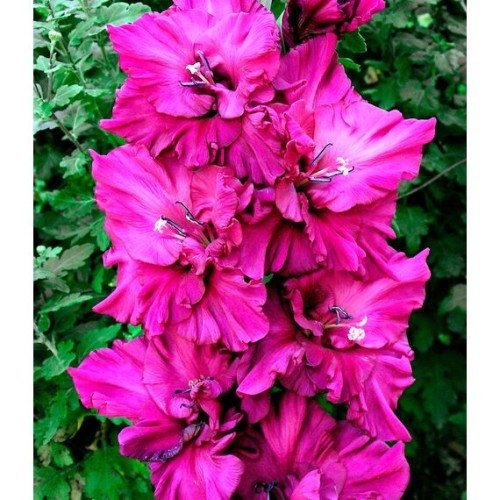 Гладиолус Вувузела Фризл 1шт