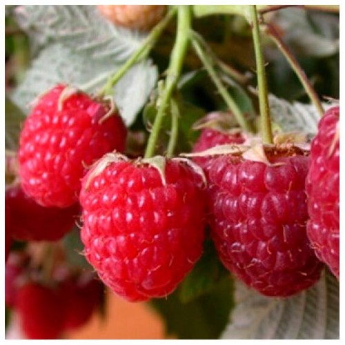 Малина Колокольчик 5шт