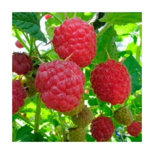 Малина Мишутка 5шт