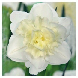 Нарцисс Обдам (Голландия)