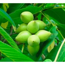 Орех Маньчжурский 1 сорт (Семена Алтая)