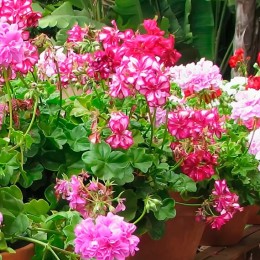 Пеларгония Пелтатум микс (Герань)