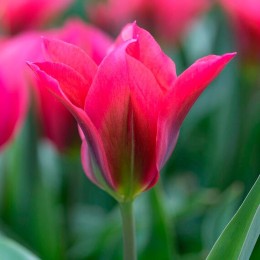 Тюльпан Доллс Минуэт (Голландия)