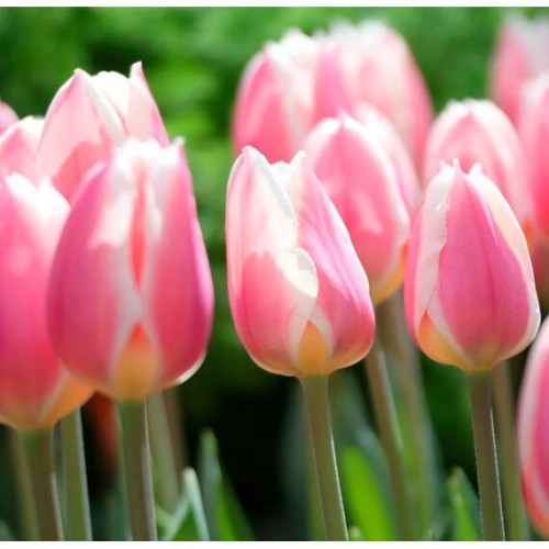 Тюльпан Рейос (Голландия)