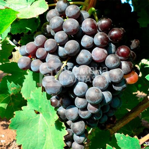 Виноград Фиолетовый ранний (Семена Алтая)