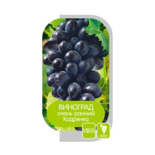 Виноград Кодрянка (Золотая сотка Алтая)