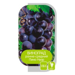 Виноград Пино Нуар (Семена Алтая)