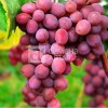 Виноград Русский Ранний (Семена Алтая)