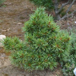 Сосна корейская Блю Болл