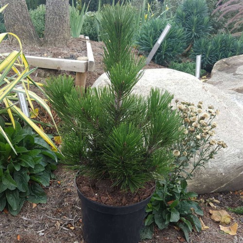 Сосна Гельдрейха / белокорая Литл Дракула