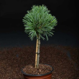 Сосна корейская Блю Болл