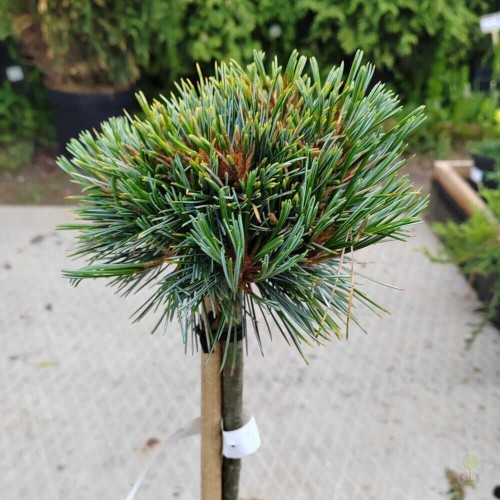 Сосна корейская Блю Болл