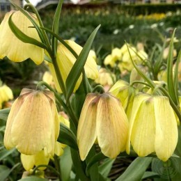 Фритиллярия / Рябчик бледноцветковый