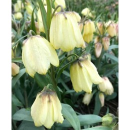 Фритиллярия / Рябчик бледноцветковый