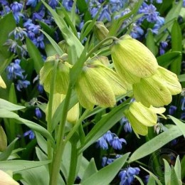 Фритиллярия / Рябчик бледноцветковый