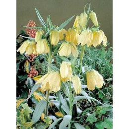 Фритиллярия / Рябчик бледноцветковый