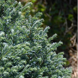 Кипарисовик горохоплодный Блю Мун