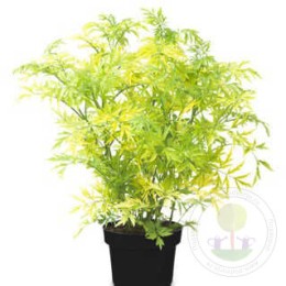 Бузина чёрная Голден Тауэр