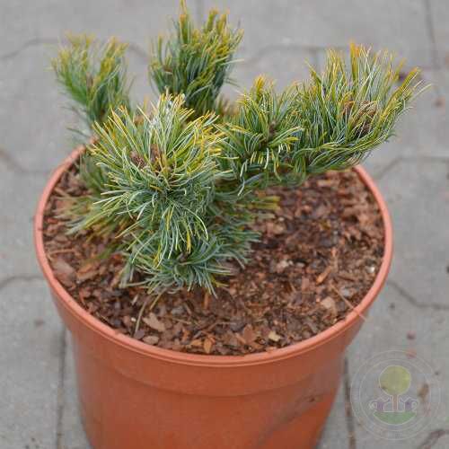 Сосна мелкоцветковая / японская белая Дай-Хо