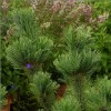 Сосна мелкоцветковая / японская белая Дай-Хо