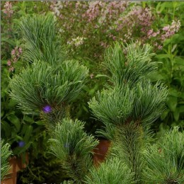 Сосна мелкоцветковая / японская белая Дай-Хо