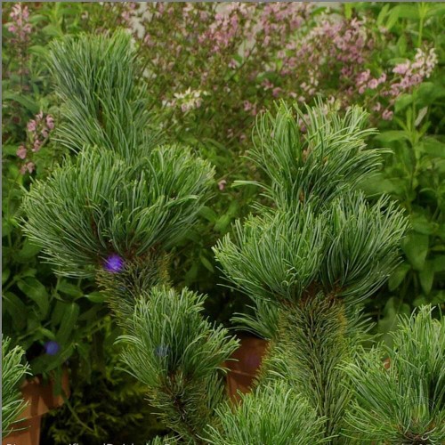 Сосна мелкоцветковая / японская белая Дай-Хо