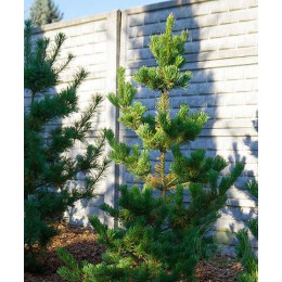 Сосна мелкоцветковая / японская белая Дай-Хо