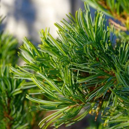 Сосна мелкоцветковая / японская белая Дай-Хо