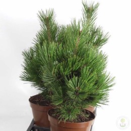 Сосна Гельдрейха / белокорая Литл Дракула