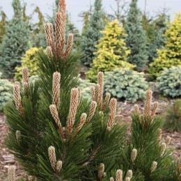 Сосна Гельдрейха / белокорая Литл Дракула