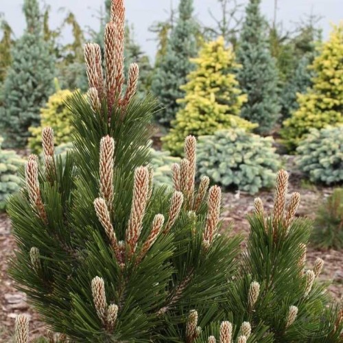 Сосна Гельдрейха / белокорая Литл Дракула