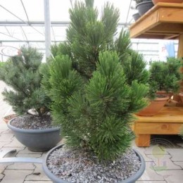 Сосна Гельдрейха / белокорая Литл Дракула