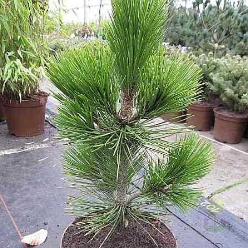 Сосна Гельдрейха / белокорая Литл Дракула