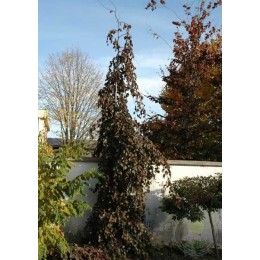 Бук лесной Пёрпл Фаунтейн