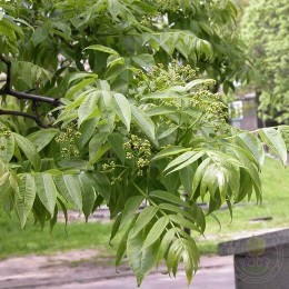 Бархат амурский