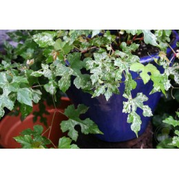 Виноградовник / Ампелопсис пестролистный