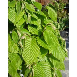 Граб обыкновенный Колумнарис