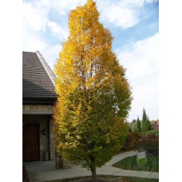 Граб обыкновенный Колумнарис