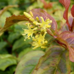 Диервилла ручейная Хани Сюрпрайз