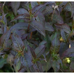 Диервилла ручейная Кодиак Блэк