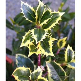 Падуб остролистный Мадам Бриё