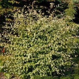 Граб обыкновенный Фолиис Аргентеовариегатис Пендула