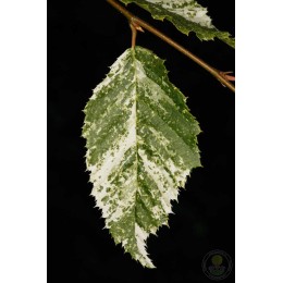 Граб обыкновенный Фолиис Аргентеовариегатис Пендула