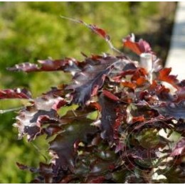 Бук лесной Пёрпл Дронго Випер