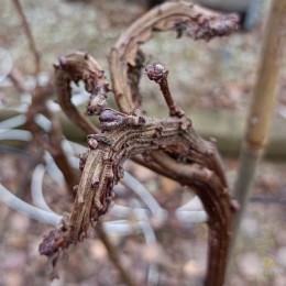 Ольха серая Монстроза